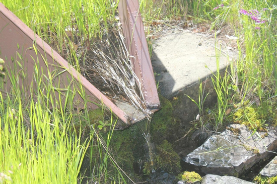 grasses growing in a h flume measuring catchment flows