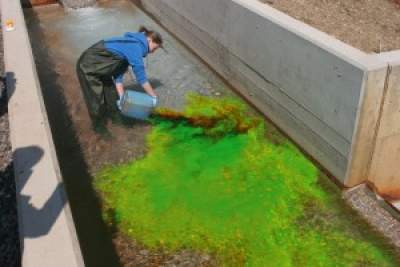 addition of dye tracer to a flow stream to characterize the flow of water