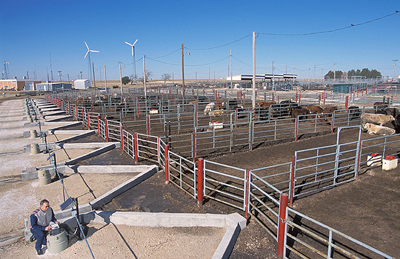 Measuring the effects of diet on feedlot runoff