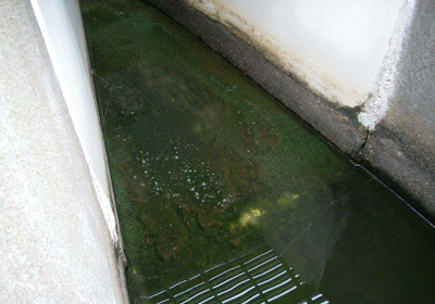 algal growth in a Parshall Flume